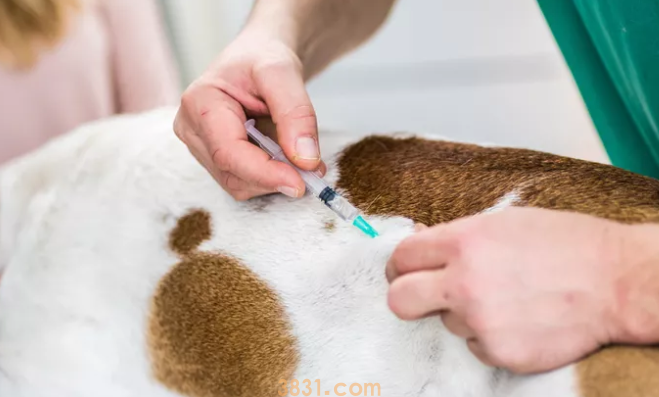 狗狗疫苗都要注射哪些?科普一下(图1)