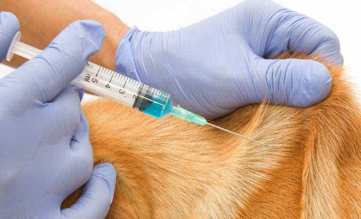 狗狗疫苗都要注射哪些?科普一下(图2)