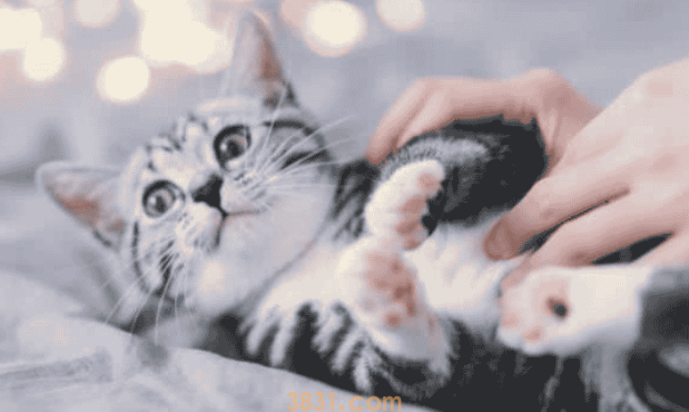 饲养攻略:猫叫不出声音怎么回事?(图1)