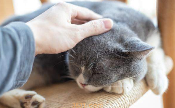 饲养攻略:猫叫不出声音怎么回事?(图2)