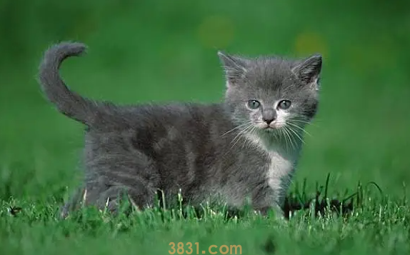 猫咪抑郁能自愈吗?看情况哦~(图1)