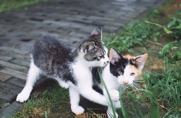 猫咪抑郁能自愈吗?看情况哦~(图2)