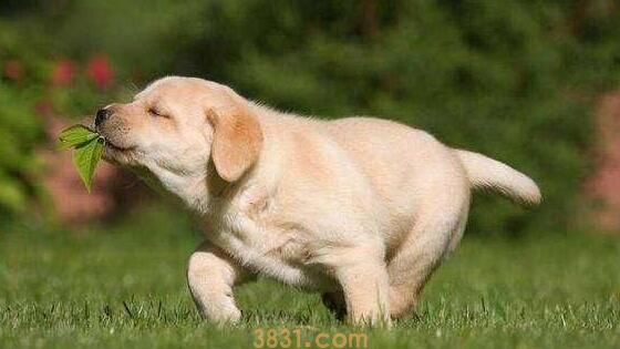 你是不是始终想询问你小狗的10个怪异的难题?有木有(图1)