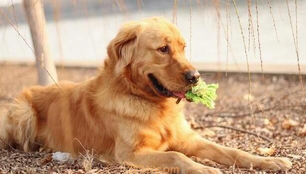 你是不是始终想询问你小狗的10个怪异的难题?有木有(图2)