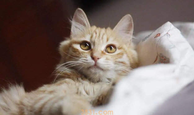 猫拉血是什么原因导致的?一文告诉你!(图1)