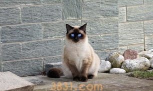 猫奴必知暹罗猫的爪子|眼睛和耳朵护理方法(图1)