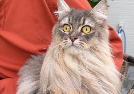 猫奴必知暹罗猫的爪子|眼睛和耳朵护理方法(图2)