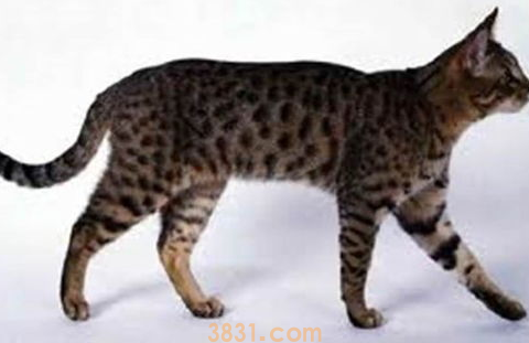 加州闪亮猫的护理方法(图2)