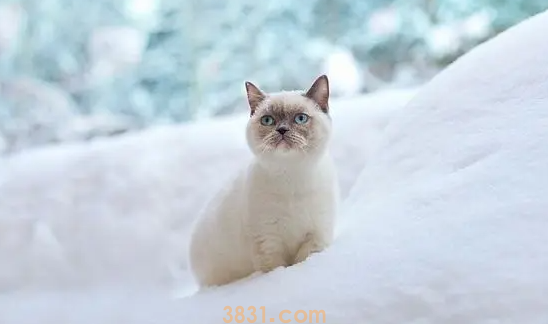 猫吐黄黄的糊是猫瘟吗?原来是这样(图1)