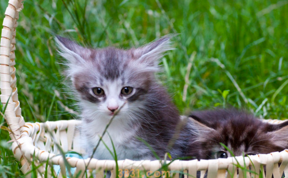 猫吐黄黄的糊是猫瘟吗?原来是这样(图2)