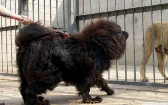 十种最忠诚的狗,这类狗能够激怒母狮子,排第一确是它(图1)