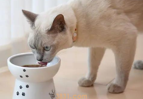 小猫流口水是怎么回事?新手小白可以看看~(图1)