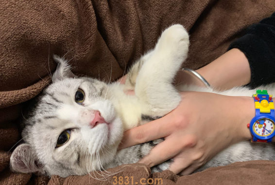 小猫流口水是怎么回事?新手小白可以看看~(图2)