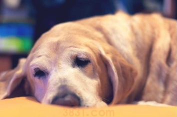 狗狗压力太大的主要表现,中了三个左右,你还要留意了(图1)