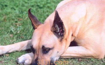 狗狗压力太大的主要表现,中了三个左右,你还要留意了(图2)