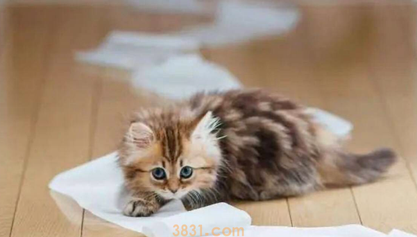 幼猫拉稀便血能自愈吗?这样做最好(图1)