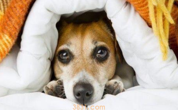留意了!狗狗发抖不仅仅畏冷,还将会是“重病缠身”(图1)