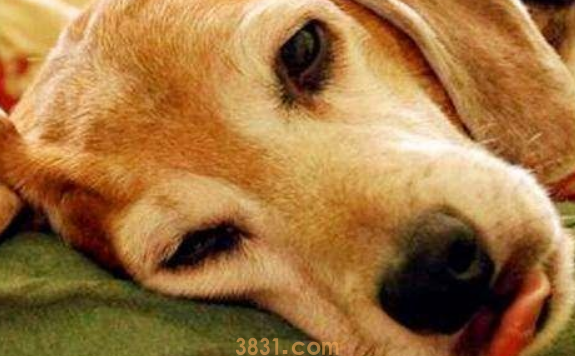 留意了!狗狗发抖不仅仅畏冷,还将会是“重病缠身”(图2)