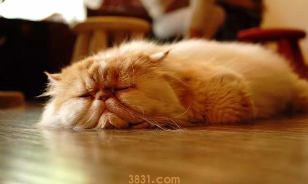 公猫绝育后注意事项都有哪些?(图2)