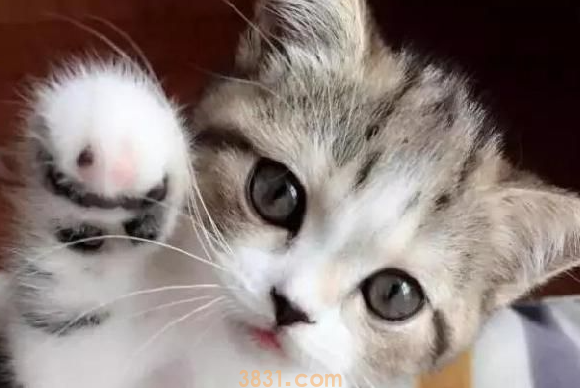 猫打嗝是怎么回事儿呢?(图2)