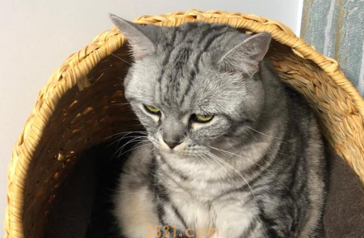 公猫隐睾可以活几年呢?具体看这里!(图2)