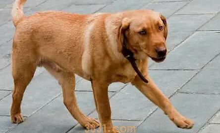 狗子生了崽以后,新添了咬手的问题!这一锅才不应当狗子背!(图1)