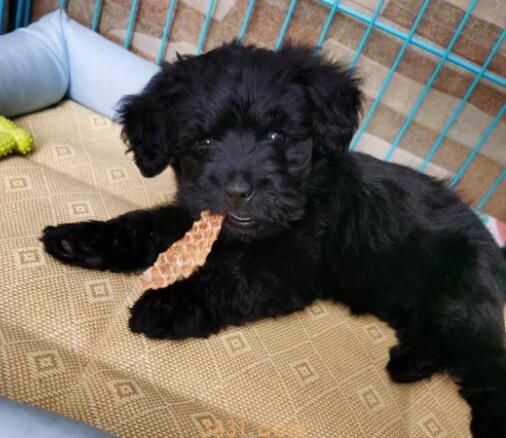 狗子生了崽以后,新添了咬手的问题!这一锅才不应当狗子背!(图2)