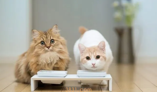 猫咳嗽那种喘是怎么回事?本文教你(图1)