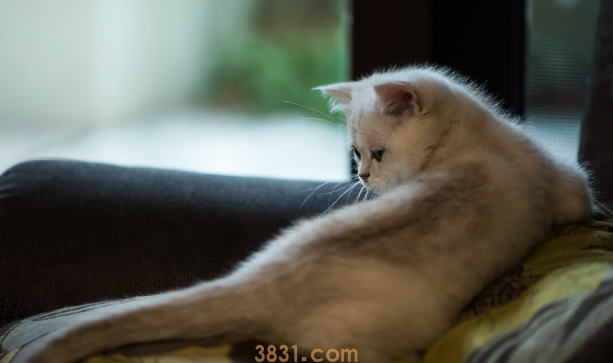 猫咳嗽那种喘是怎么回事?本文教你(图2)