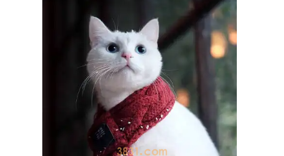 小猫猫藓初期症状是咋样的?一定要知道(图1)