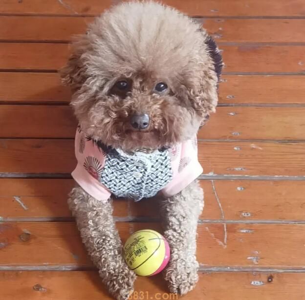 针对怀孕期间中的小狗,主人家要更为当心,学好那样用来帮它快乐成长(图1)