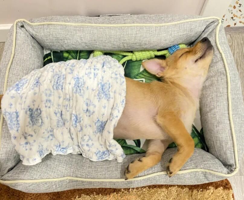 针对怀孕期间中的小狗,主人家要更为当心,学好那样用来帮它快乐成长(图2)