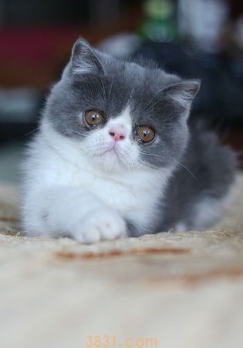 给宠物猫美容的必要性及步骤(图1)