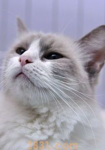 给宠物猫美容的必要性及步骤(图2)