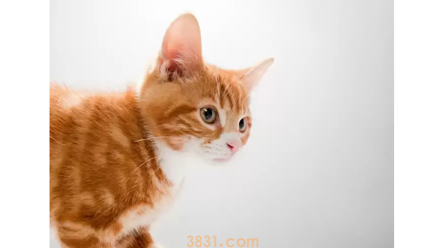 猫咪吐猫粮但精神很好?想养的人来看看~(图1)