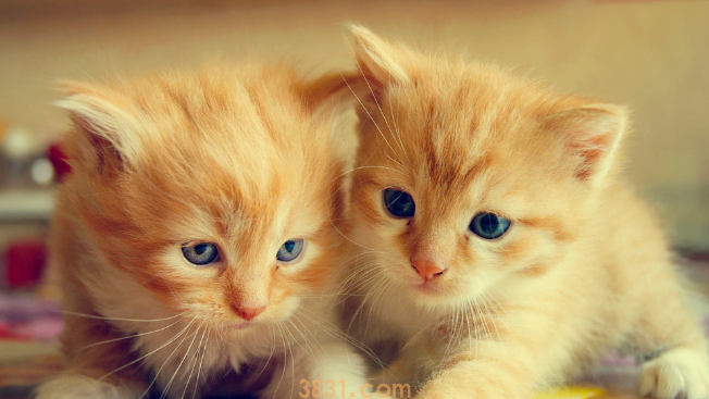 猫咪吐猫粮但精神很好?想养的人来看看~(图2)