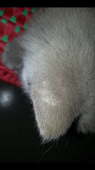 猫咪耳朵后面掉毛要如何处理(图2)