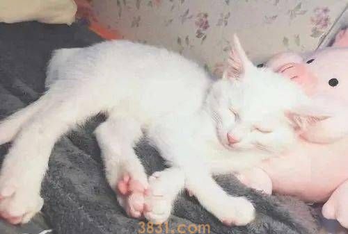 如何为宠物猫咪进行足部护理?(图2)