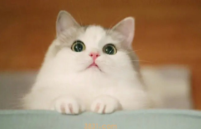 为你解答,猫鼻支严重吗?(图1)