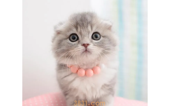 为你解答,猫鼻支严重吗?(图2)