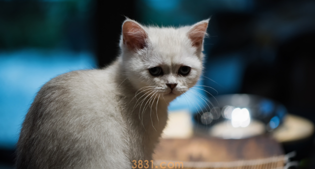 话说,猫咪每年都要打疫苗吗?(图1)