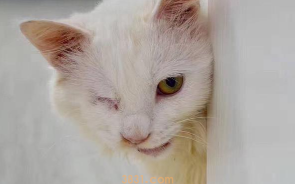 话说,猫咪每年都要打疫苗吗?(图2)