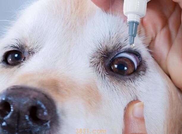 狗狗泪痕引发的原因和治疗?(图1)