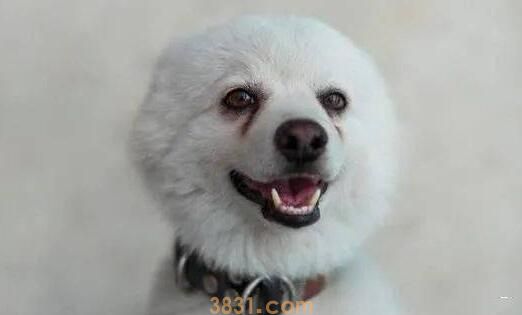 狗狗泪痕引发的原因和治疗?(图2)