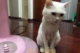 猫咪可以剃毛吗?能不能剃毛护理(图1)