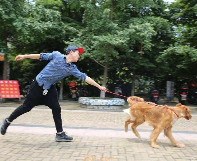 有这5种个人行为的狗狗,主人:后悔莫及(图1)