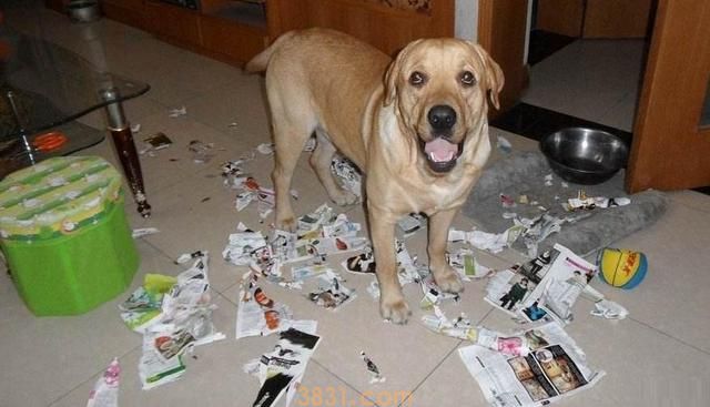 有这5种个人行为的狗狗,主人:后悔莫及(图2)