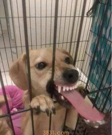 有这5种个人行为的狗狗,主人:后悔莫及(图3)