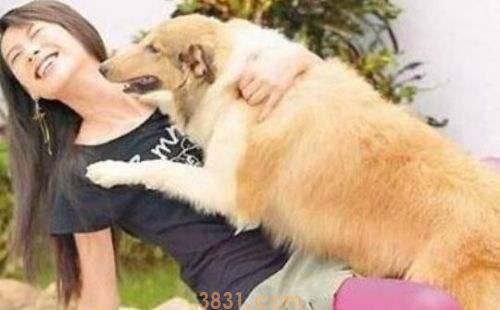 有这5种个人行为的狗狗,主人:后悔莫及(图4)