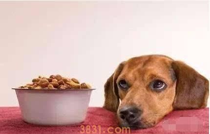 有这5种个人行为的狗狗,主人:后悔莫及(图5)